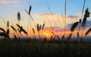 Preview wallpaper grass, field, sunset, nature