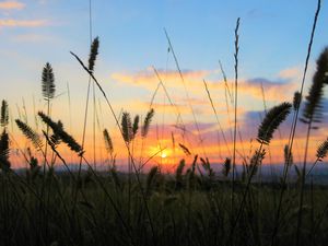 Preview wallpaper grass, field, sunset, nature