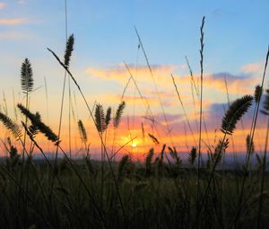 Preview wallpaper grass, field, sunset, nature