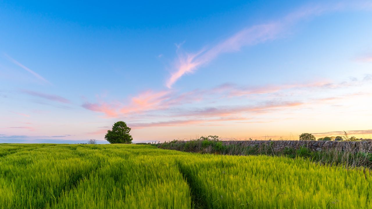 Wallpaper grass, field, tree, sky, summer