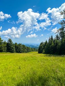 Preview wallpaper grass, field, trees, sky, nature