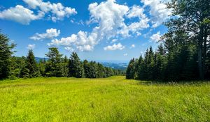 Preview wallpaper grass, field, trees, sky, nature