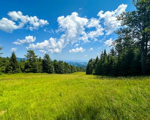 Preview wallpaper grass, field, trees, sky, nature