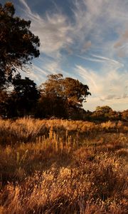 Preview wallpaper grass, field, trees, sunlight, landscape
