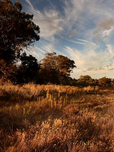 Preview wallpaper grass, field, trees, sunlight, landscape