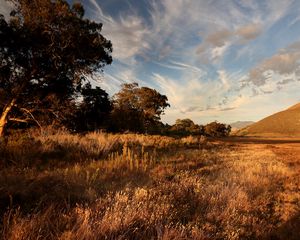 Preview wallpaper grass, field, trees, sunlight, landscape
