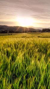 Preview wallpaper grass, field, trees, sunrise, nature