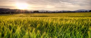 Preview wallpaper grass, field, trees, sunrise, nature