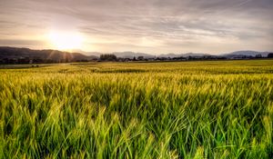 Preview wallpaper grass, field, trees, sunrise, nature
