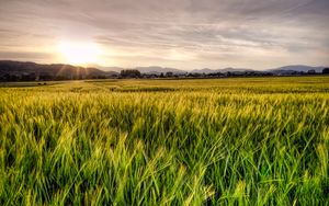 Preview wallpaper grass, field, trees, sunrise, nature