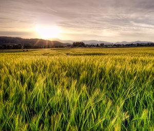 Preview wallpaper grass, field, trees, sunrise, nature