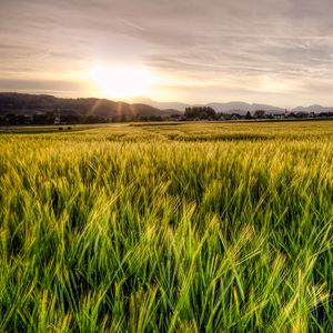 Preview wallpaper grass, field, trees, sunrise, nature