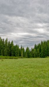 Preview wallpaper grass, field, trees, nature, green