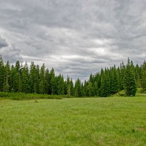 Preview wallpaper grass, field, trees, nature, green