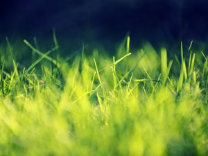 Preview wallpaper grass, field, turf, light, shadow