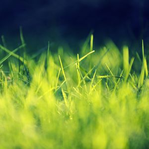 Preview wallpaper grass, field, turf, light, shadow