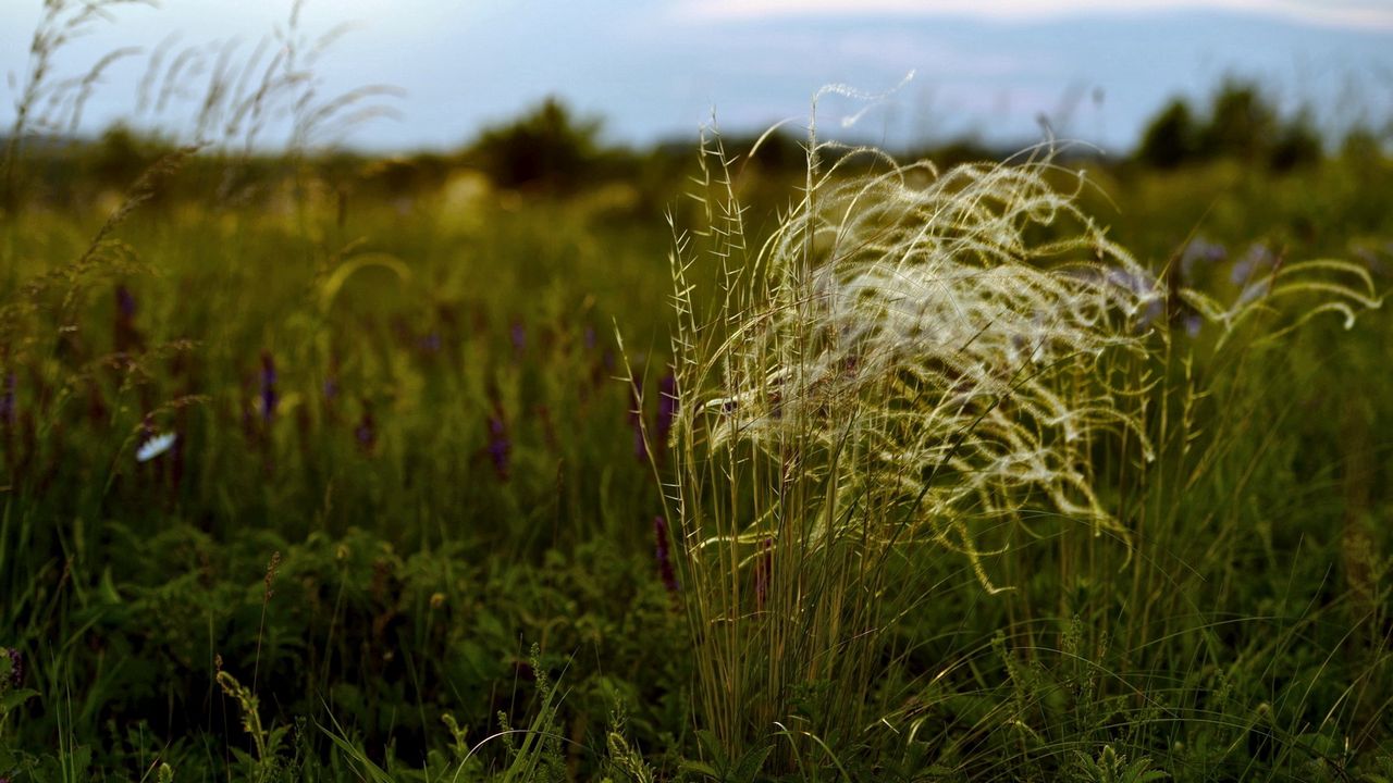 Wallpaper grass, field, variety