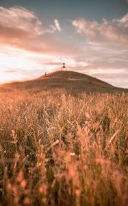 Preview wallpaper grass, field, wild, hill, landscape