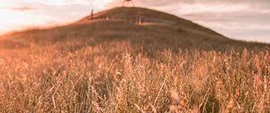 Preview wallpaper grass, field, wild, hill, landscape