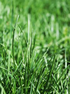 Preview wallpaper grass, flora, close-up