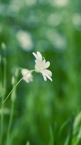 Preview wallpaper grass, flower, background, glare, glade