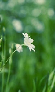 Preview wallpaper grass, flower, background, glare, glade