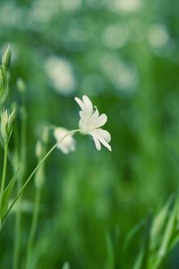 Preview wallpaper grass, flower, background, glare, glade