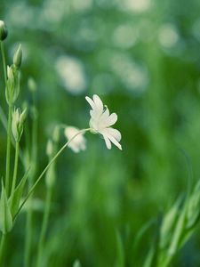 Preview wallpaper grass, flower, background, glare, glade