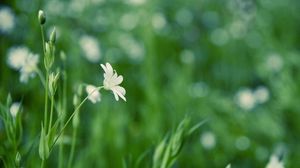 Preview wallpaper grass, flower, background, glare, glade