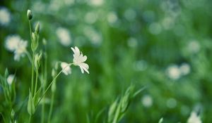 Preview wallpaper grass, flower, background, glare, glade