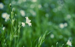 Preview wallpaper grass, flower, background, glare, glade