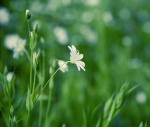 Preview wallpaper grass, flower, background, glare, glade