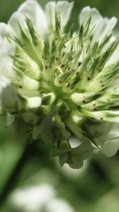 Preview wallpaper grass, flower, close-up, blurred