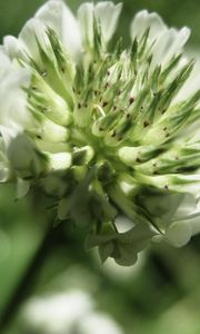 Preview wallpaper grass, flower, close-up, blurred