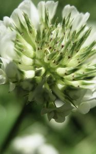 Preview wallpaper grass, flower, close-up, blurred