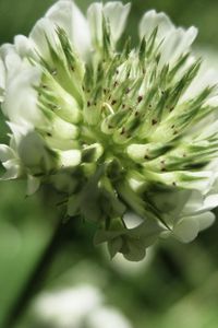 Preview wallpaper grass, flower, close-up, blurred