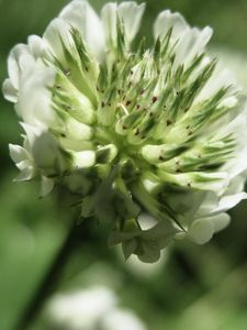 Preview wallpaper grass, flower, close-up, blurred