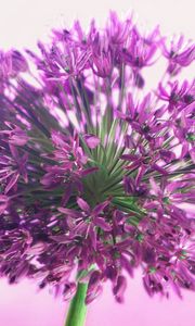 Preview wallpaper grass, flower, petals, plant