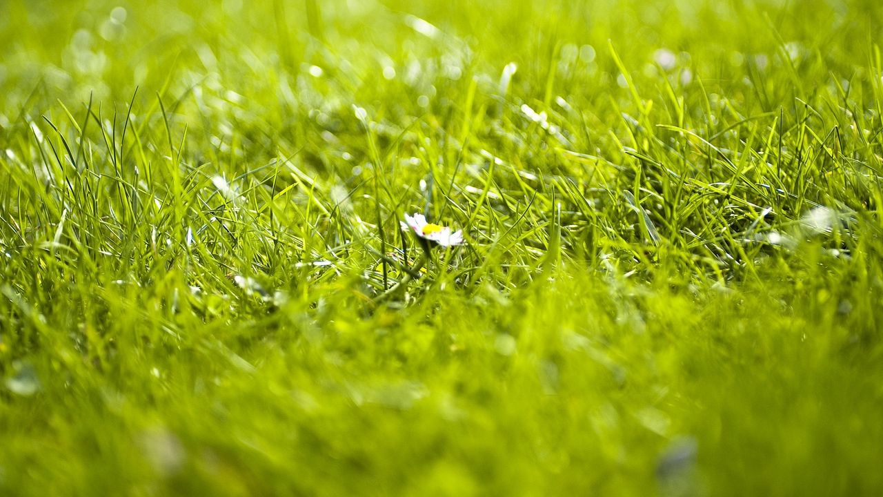 Wallpaper grass, flower, summer hd, picture, image