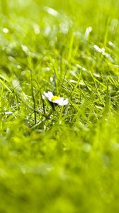 Preview wallpaper grass, flower, summer