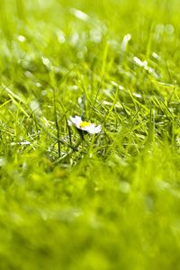 Preview wallpaper grass, flower, summer