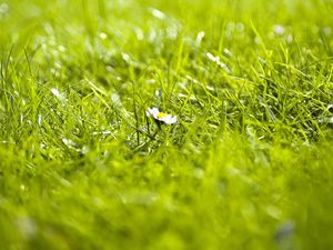 Preview wallpaper grass, flower, summer