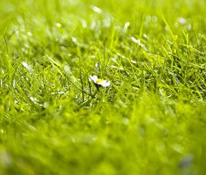 Preview wallpaper grass, flower, summer