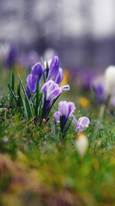 Preview wallpaper grass, flowers, background, moss, crocus