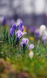 Preview wallpaper grass, flowers, background, moss, crocus