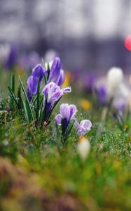 Preview wallpaper grass, flowers, background, moss, crocus