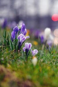 Preview wallpaper grass, flowers, background, moss, crocus