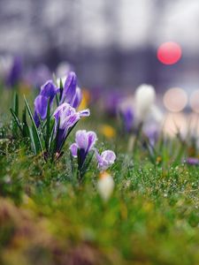 Preview wallpaper grass, flowers, background, moss, crocus