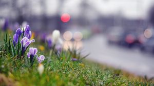 Preview wallpaper grass, flowers, background, moss, crocus