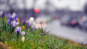 Preview wallpaper grass, flowers, background, moss, crocus